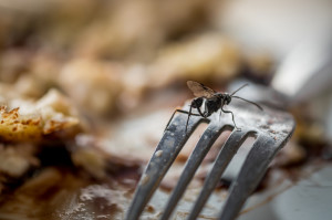 restaurant inspection dallas