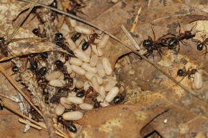 fire ants