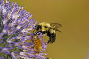 bee texas
