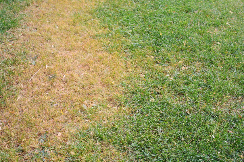 dead grass