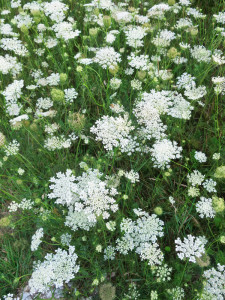 Queen Anne's lace 