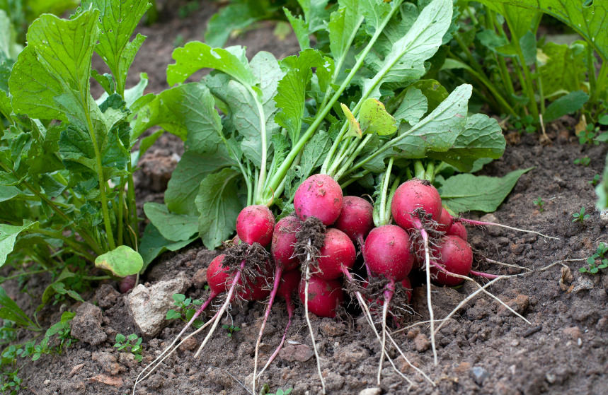 radishes