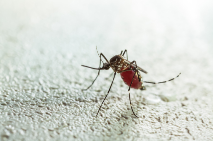 mosquitoes in central texas