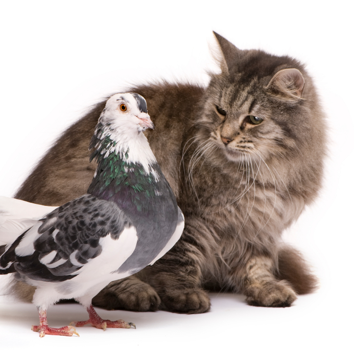 CatPigeon_000007392598_Small-1