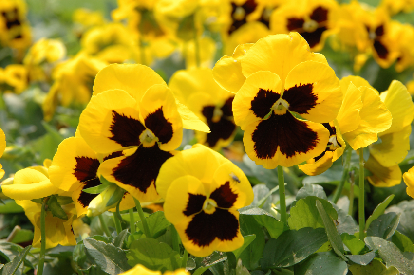 yellow pansies