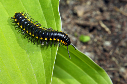 millipede