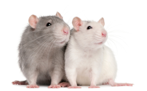 rats_istock