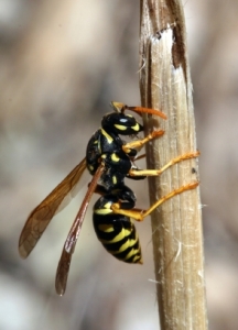 wasps