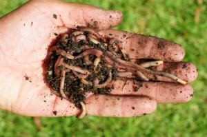 worms