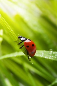 ladybugs