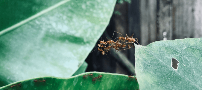 acrobat ants