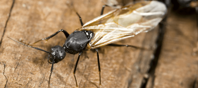 carpenter ants