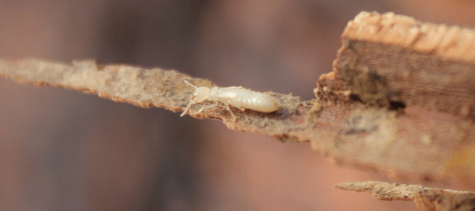 subterranean termite