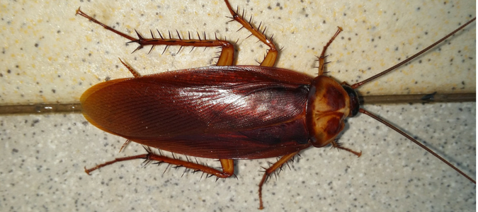 Roach crawling on white tile floor