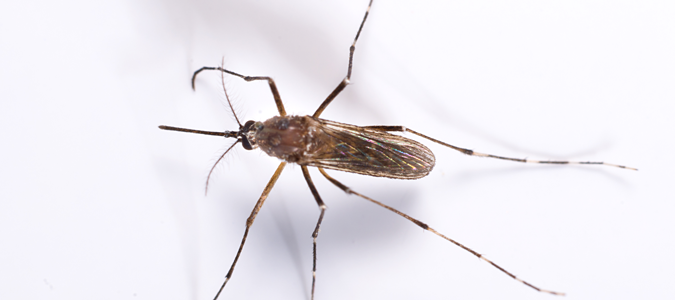 learn the best mosquitoes repellents