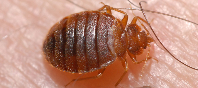 bed bugs can infest any home in Texas