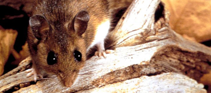 mice are common winter invaders