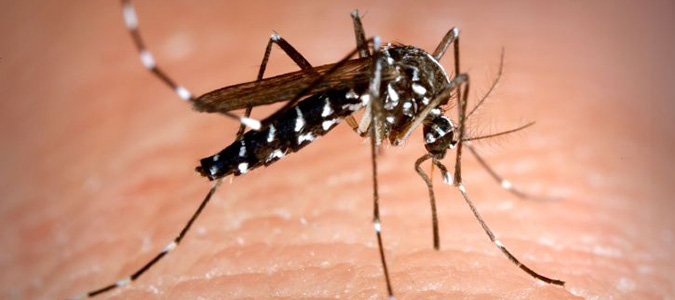 tiger mosquitoes carry zika virus in south america