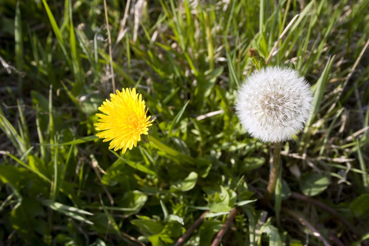 Dandelion weeds san antonio yard