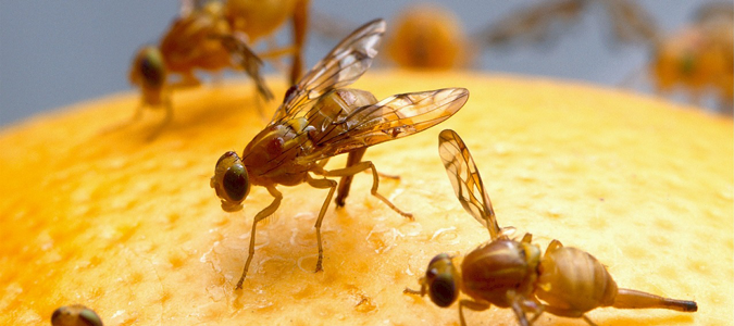 fruit flies taking over the kitchen