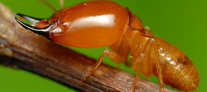 soldier termites devour wood structures