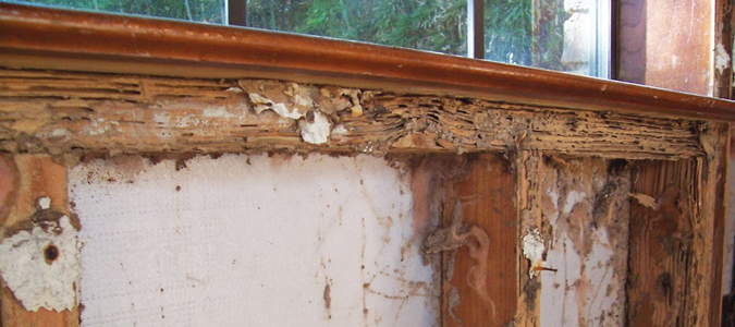 termites do billions of dollars of damage to homes.