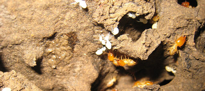 termites damage to home