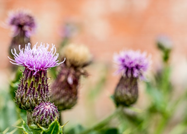 Weeds are common in San Antonio in March