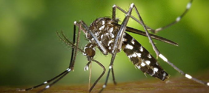 facts about mosquitos