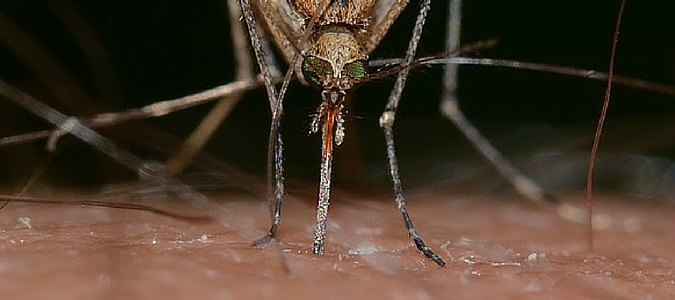 mosquito control