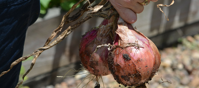 Corpus Christi Garden Supplies