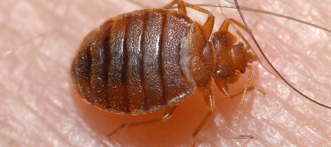 how to kill bed bugs