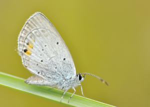 bring butterflies to yard