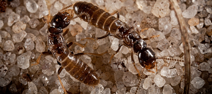 can termites eat concrete