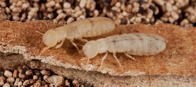 termite droppings