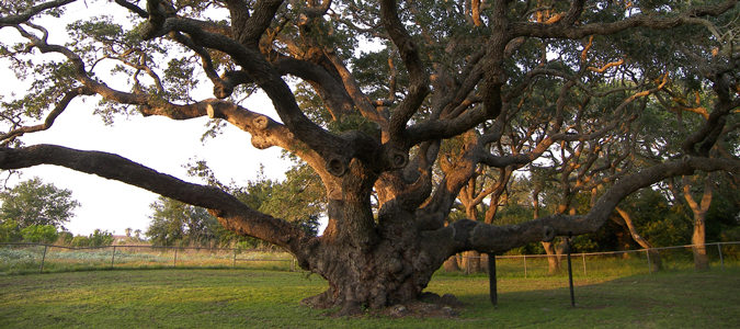 Big Tree Rockport Texas