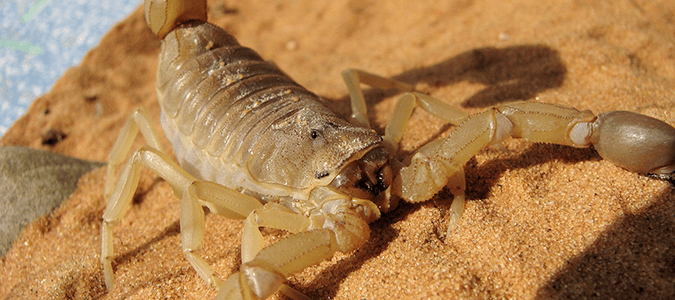 Striped Bark Scorpion Sting