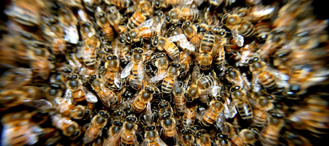 why do bees swarm in Texas?