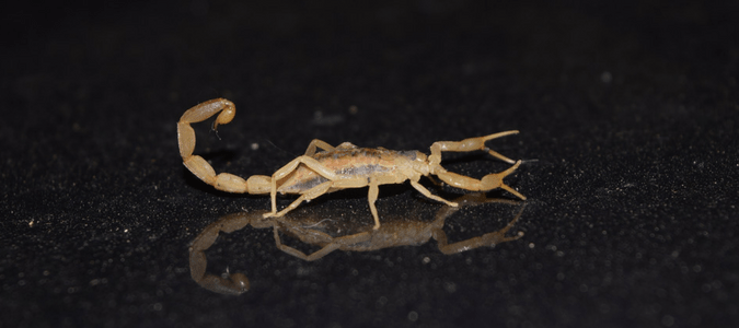 striped bark scorpion