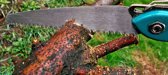 tree trimming services