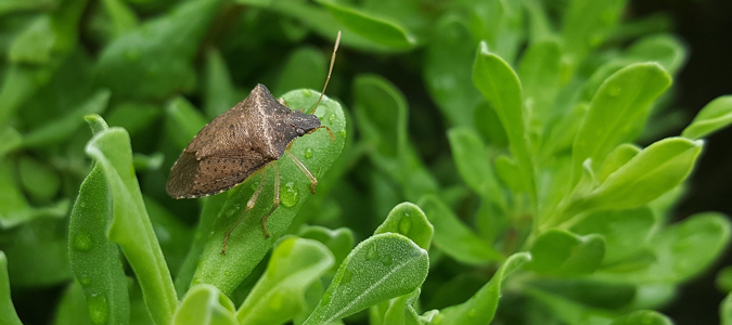 stink bug problems orlando