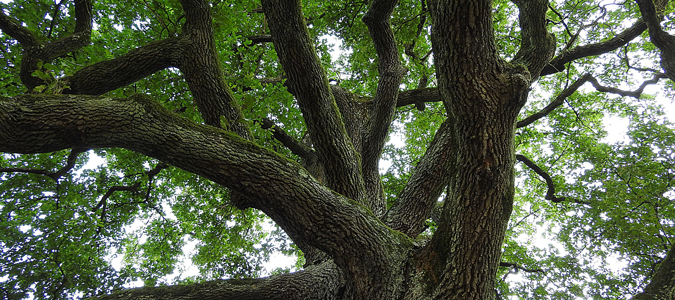 trees can drink several gallons of water per day