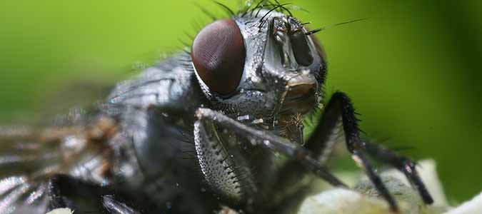 blow flies are part of the decay network