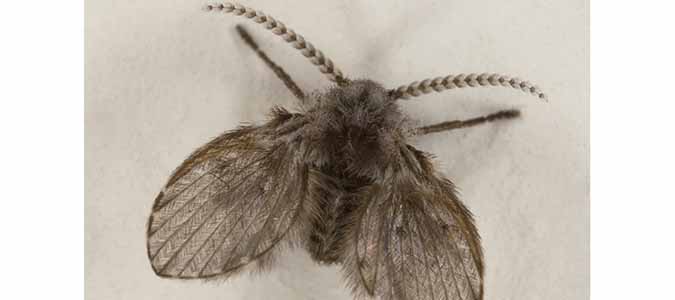 Drain fly a.k.a. moth fly