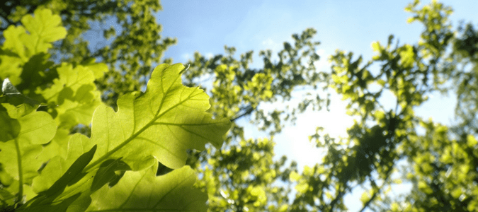 watering trees in summer