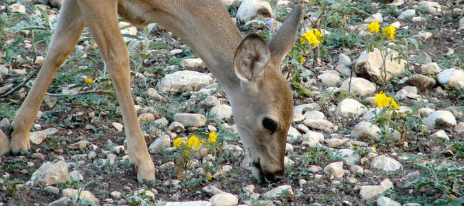 Deer proof plants