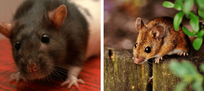 Differences between mice and rats