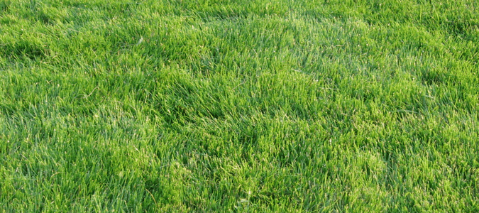 Zoysia grass maintenance