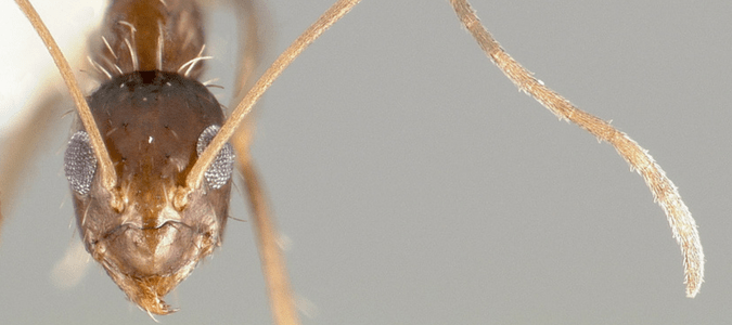 Paratrechina longicornis