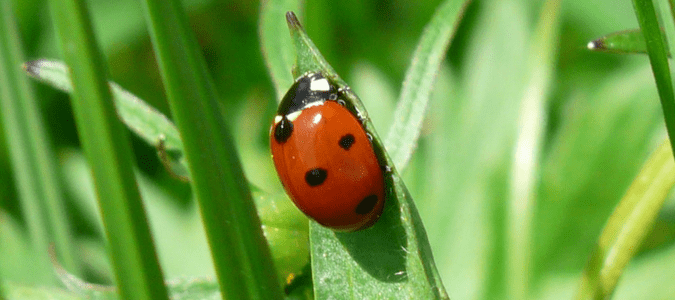 environmentally friendly lawn care